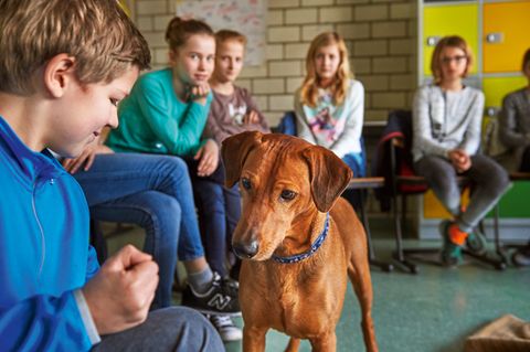 Hunde im Schulunterricht: Hunde im Schulunterricht