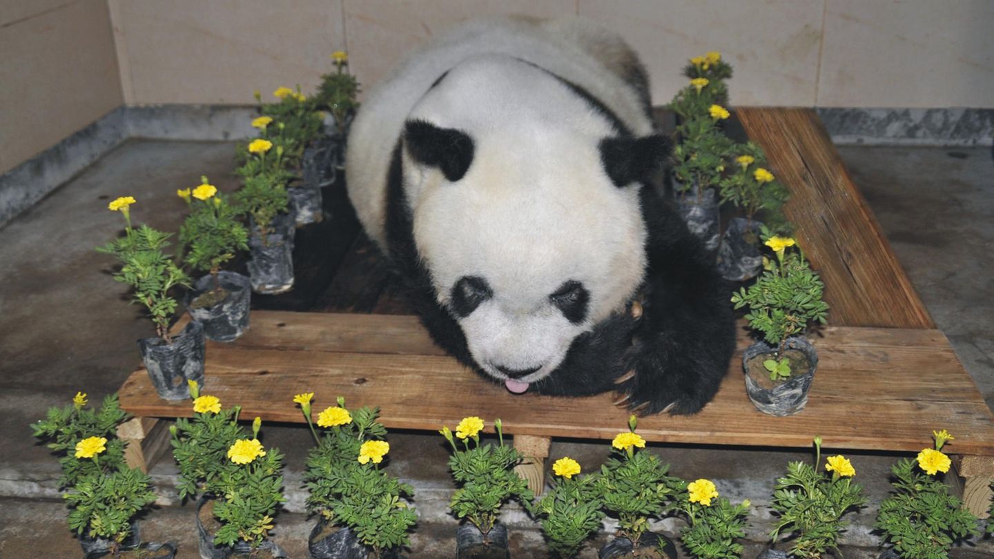 Ältester Panda der Welt gestorben - China trauert um Bärin Basi