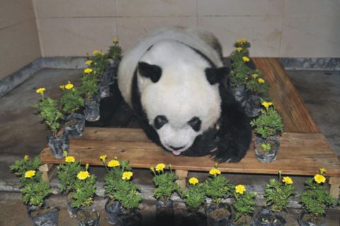 Ältester Panda der Welt gestorben - China trauert um Bärin Basi