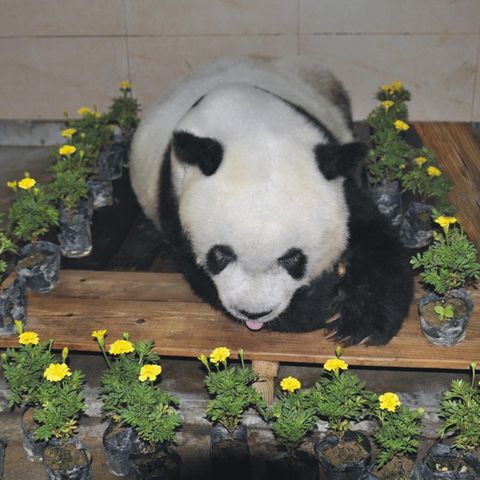 Ältester Panda der Welt gestorben - China trauert um Bärin Basi