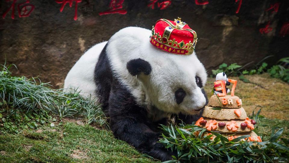 Ältester Panda der Welt gestorben - China trauert um Bärin Basi Ältester Panda der Welt gestorben - China trauert um Bärin Basi