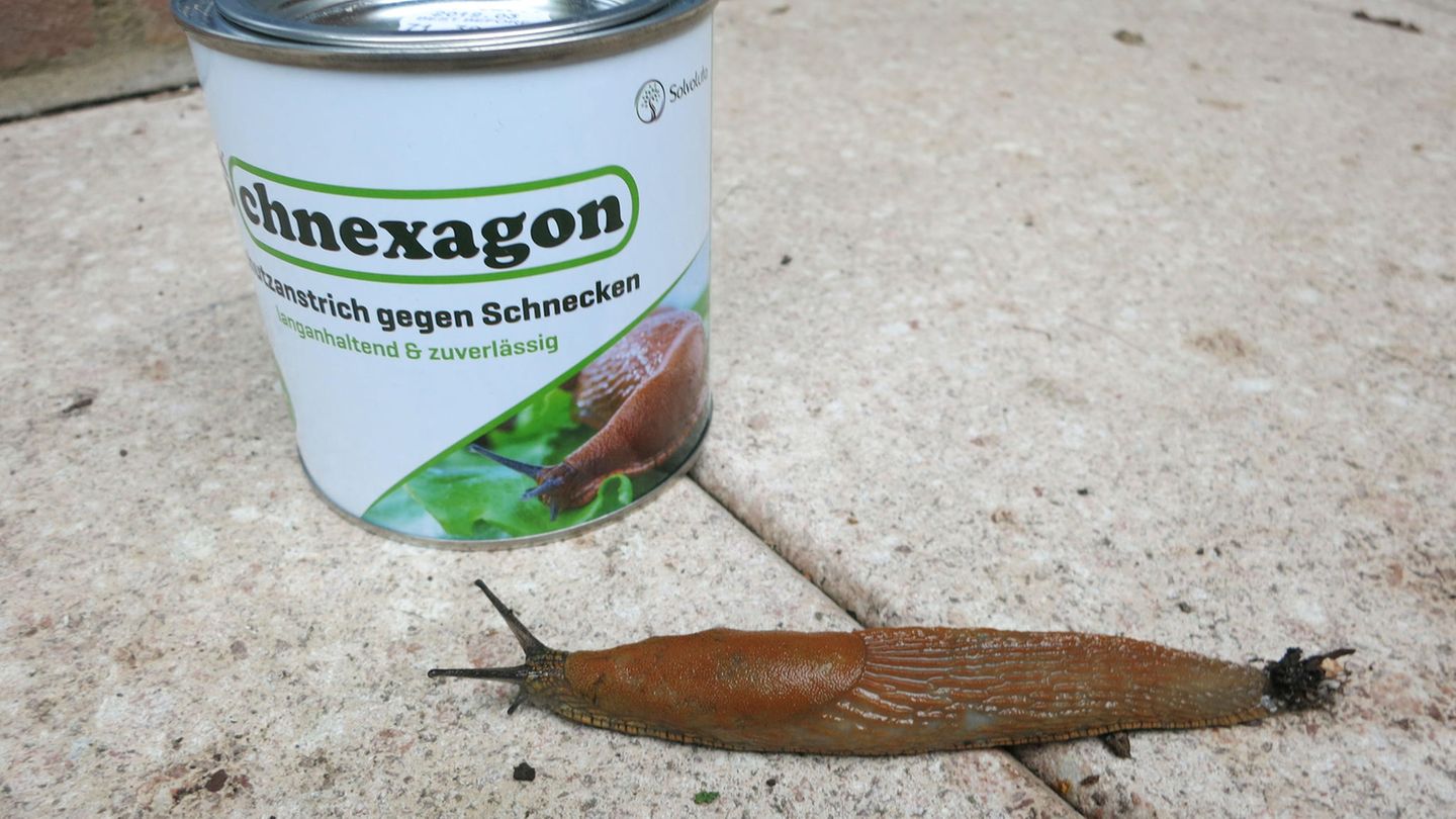Schnexagon im Test Schnexagon im Test