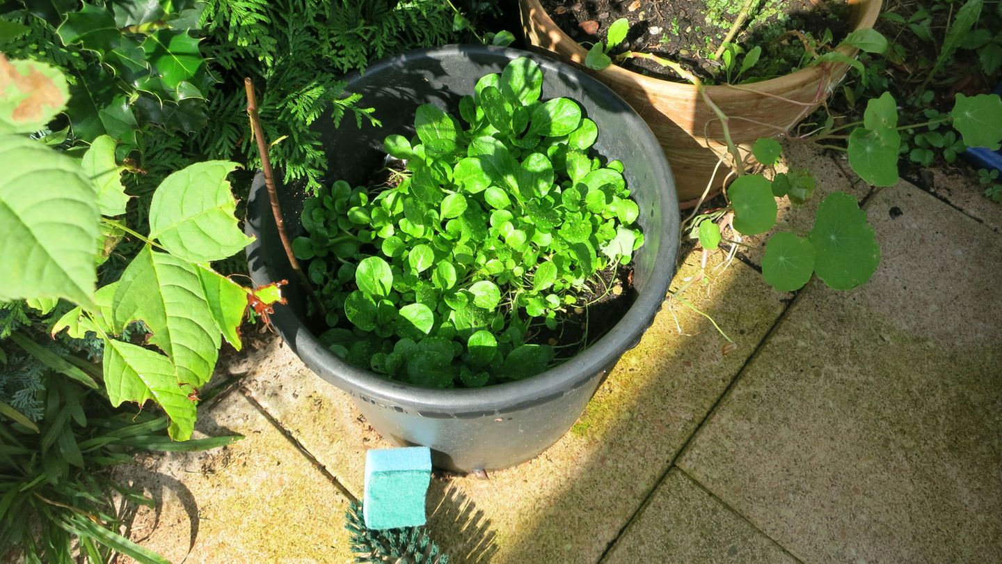 Schnexagon im Test