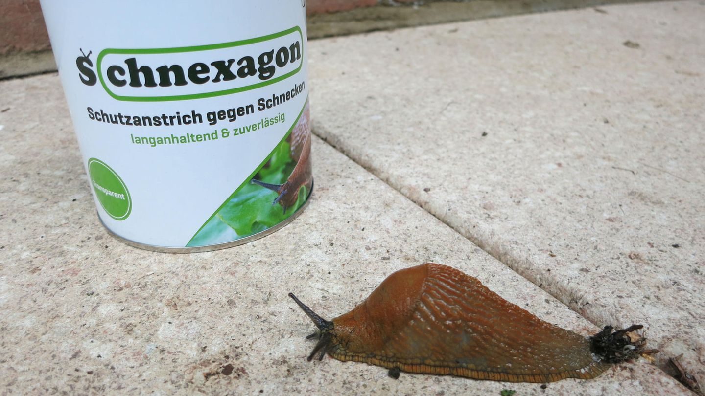 Schnexagon im Test