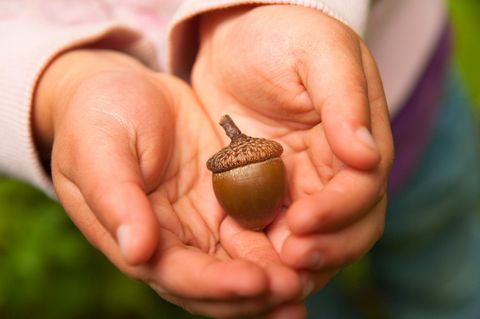 Kinderhände halten eine Eichel
