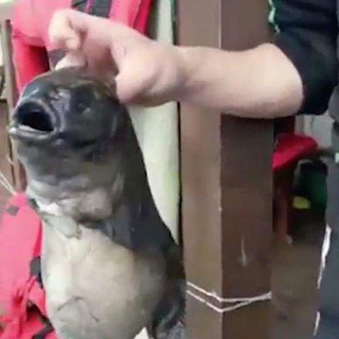 Mit zwei Mäulern: Fischer fangen Mutantenfisch - ist Reaktorunglück von Fukushima schuld!