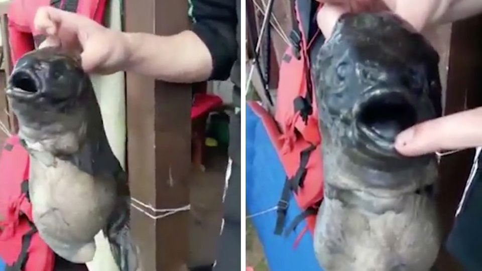 Mit zwei Mäulern: Fischer fangen Mutantenfisch - ist Reaktorunglück von Fukushima schuld! Mit zwei Mäulern: Fischer fangen Mutantenfisch - ist Reaktorunglück von Fukushima schuld!