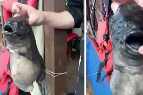 Mit zwei Mäulern: Fischer fangen Mutantenfisch - ist Reaktorunglück von Fukushima schuld!