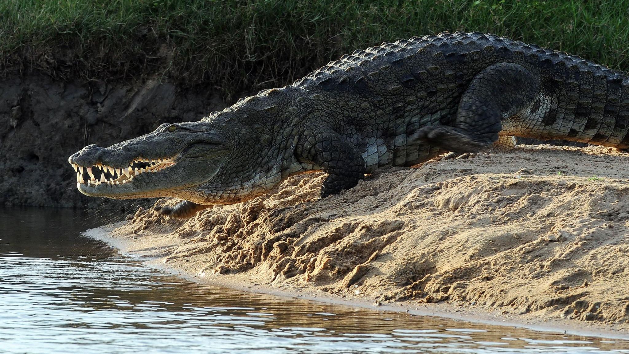 Krokodil tötet 24-jährigen Touristen auf Sri Lanka | STERN.de