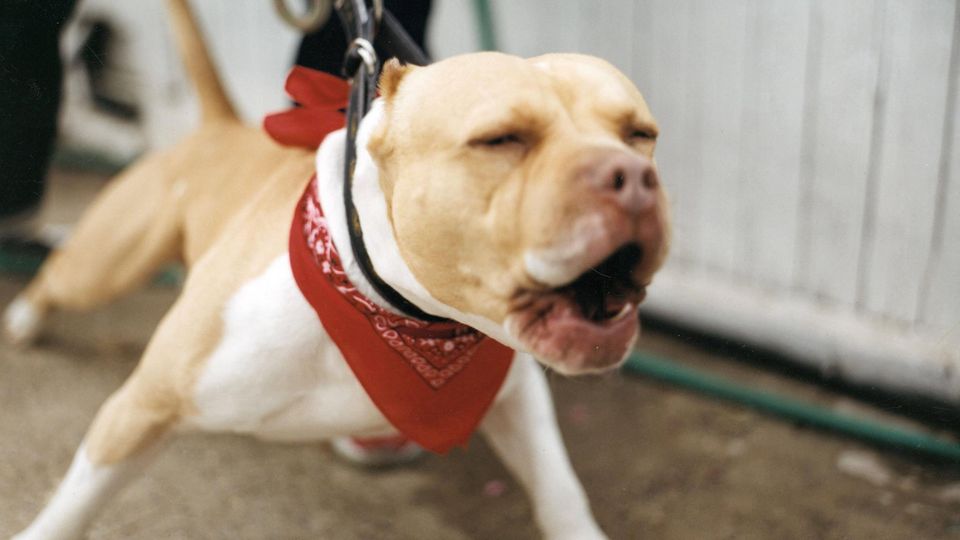Pitbulls töten Einjährige in Italien: Ein Pitbull bellt an der Leine (Symbolbild)