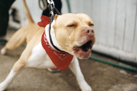 Pitbulls töten Einjährige in Italien: Ein Pitbull bellt an der Leine (Symbolbild)
