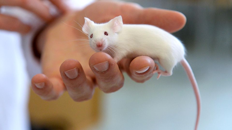 Amerikanische Forscher entwickeln Abnehm-Pflaster: Ein Forscher hält eine Labormaus in der Hand (Symbolbild)
