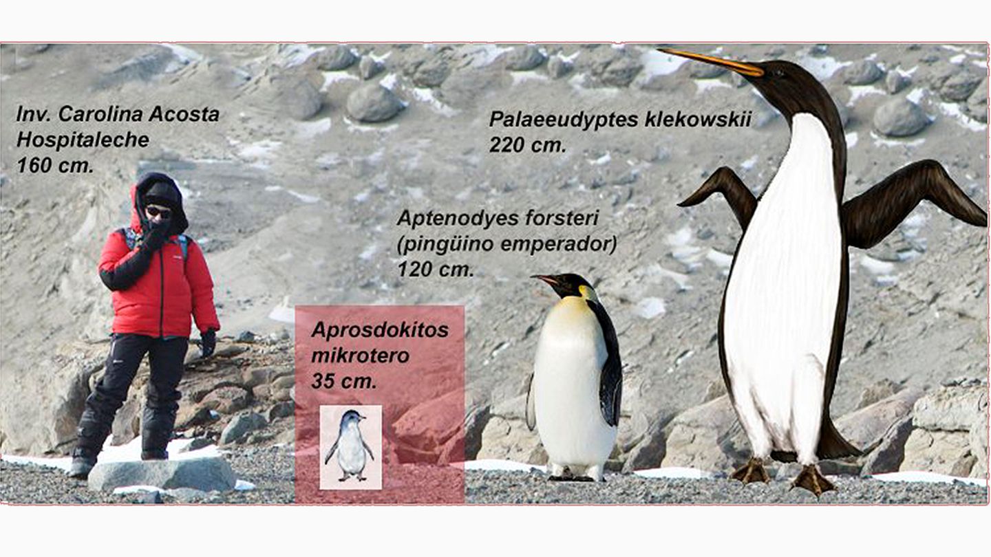 Kleinster Zwergpinguin der Welt entdeckt