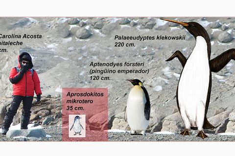 Kleinster Zwergpinguin der Welt entdeckt