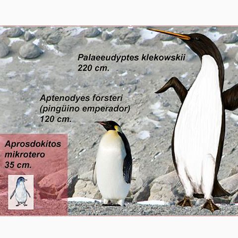 Kleinster Zwergpinguin der Welt entdeckt