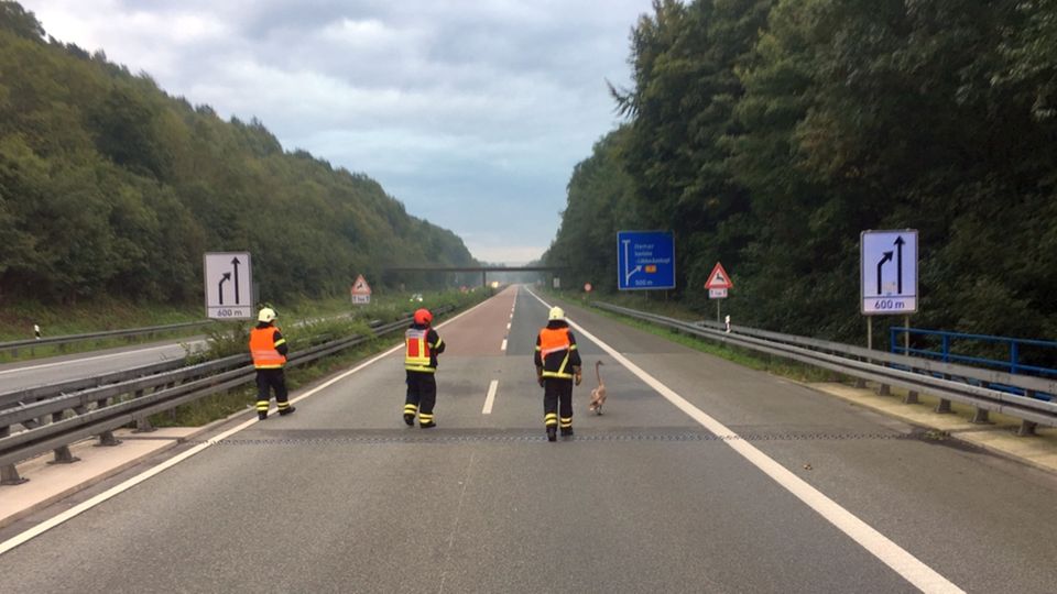 nachrichten deutschland - schwan auf autobahn 46 nachrichten deutschland - schwan auf autobahn 46