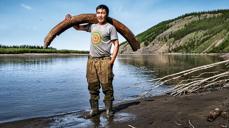 Jagd nach Elfenbein: Warum in Sibirien Kadaver und Skelette jahrtausendealter Mammuts liegen