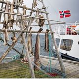 Stockfisch an Land in Tromsø