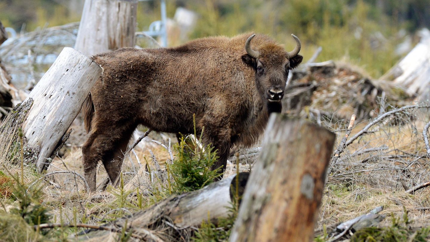 Der Wisent ist das größte und schwerste Landsäugetier in Europa.