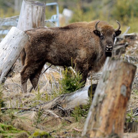 Der Wisent ist das größte und schwerste Landsäugetier in Europa.