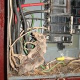 Darum sollte man alle Öffnungen einer Sicherungsanlage abdichten: Der kleine Kerl schaffte es in den Kasten, dort wurde er bis in die Schwanzspitze gegrillt. Purer Zufall, dass es nicht brannte.