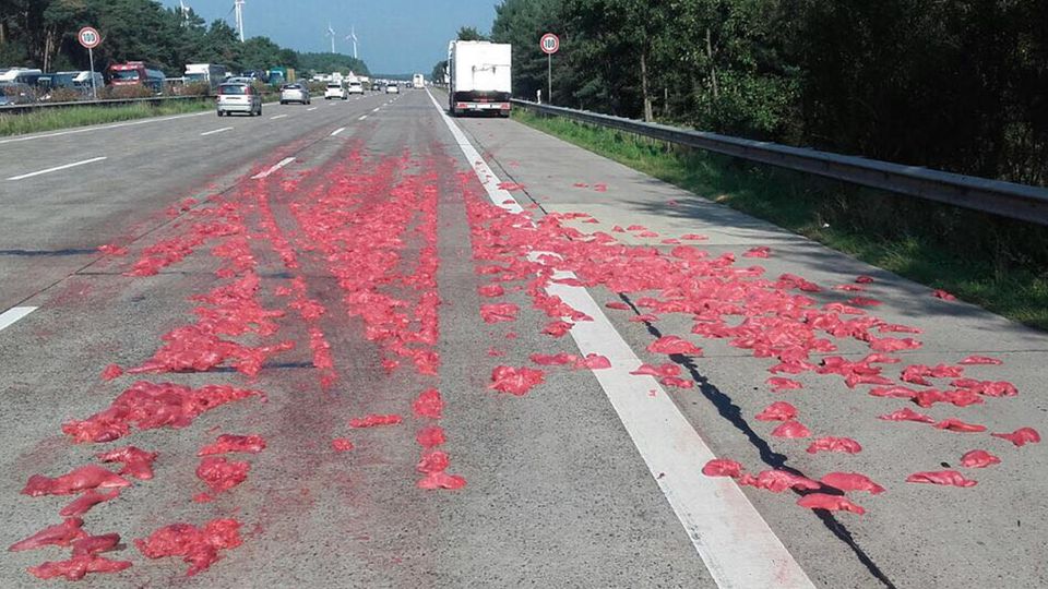 nachrichten deutschland - tierlungen auf autobahn nachrichten deutschland - tierlungen auf autobahn