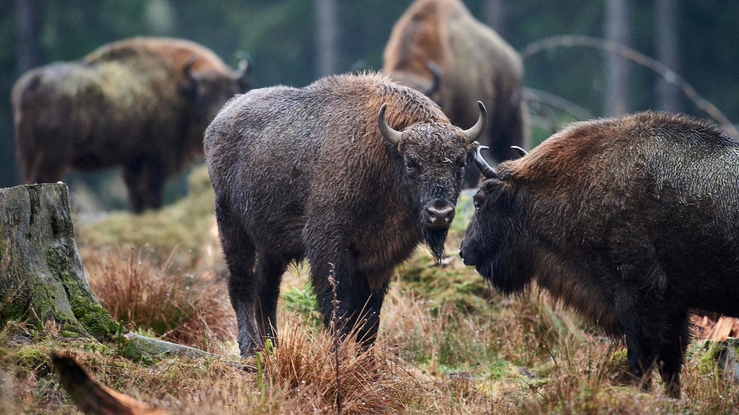Nach dem ersten Weltkrieg war der Wisent in Europa ausgerottet. In Deutschland wurde der letzte Wisent schon im 18. Jahrhundert erschossen. 