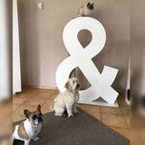 Es gibt auch eine einfachere 2-D-Variante, bei der die Kratz- und Kletterbäume hinter einer Fassade aus Holz versteckt sind.