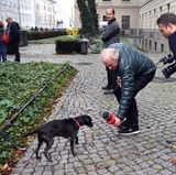 Berlin: Ob dieser Hund wohl eine gute Wahlprognose abzugeben hatte? Ein Fernsehteam von oe24 "interviewt" in Berlin einen Hund, der vor dem Wahllokal 108 im Bezirk Mitte angebunden ist. Er durfte nicht mit rein, als sein Herrchen wählen ging.