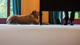 Würselen, Nordrhein-Westfalen: Na, langweilig? Dieser Hund gähnt, während seine Besitzerin ihre Stimme zur Bundestagswahl 2017 abgibt. Ab 18 Uhr dürfte es wieder spannend werden - dann stehen die ersten Hochrechnungen an.