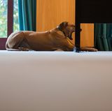 Würselen, Nordrhein-Westfalen: Na, langweilig? Dieser Hund gähnt, während seine Besitzerin ihre Stimme zur Bundestagswahl 2017 abgibt. Ab 18 Uhr dürfte es wieder spannend werden - dann stehen die ersten Hochrechnungen an.