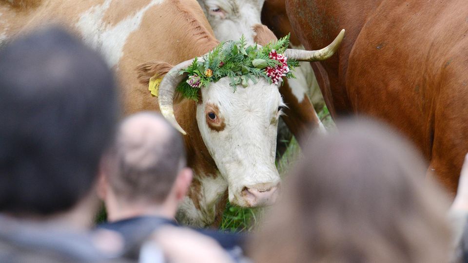 nachrichten deutschland kuh nachrichten deutschland kuh