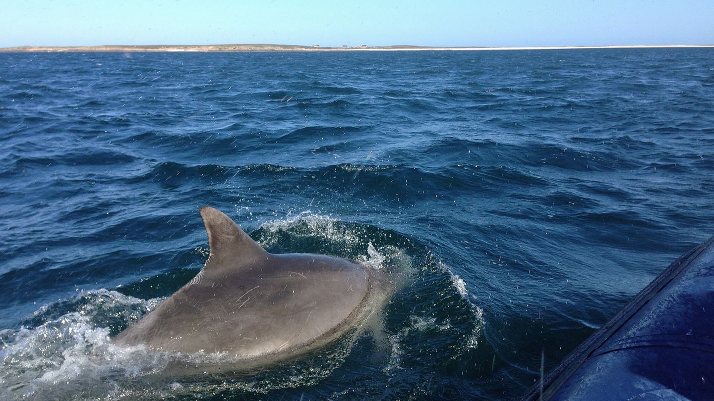 Am liebsten hinterherspringen: Delfine umkreisen das Schlauchboot vor der Küste der Bretagne.