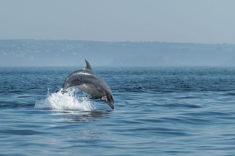 Springender Delfin im Meerespark Iroise in der Bretagne
