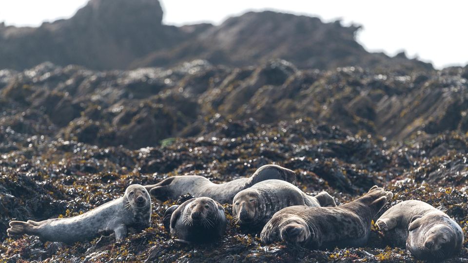 Robben liegen auf den Riffen im Atlantik vor der bretonischen Westküste