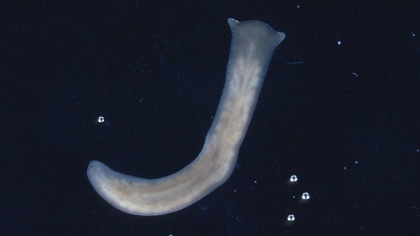 wurm auge mexiko