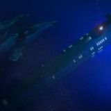 Tauchen mit den Walen.