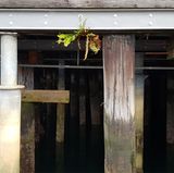 iPhone 8 Plus gegen Note 8: Showdown der Foto-Giganten