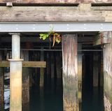 iPhone 8 Plus gegen Note 8: Showdown der Foto-Giganten