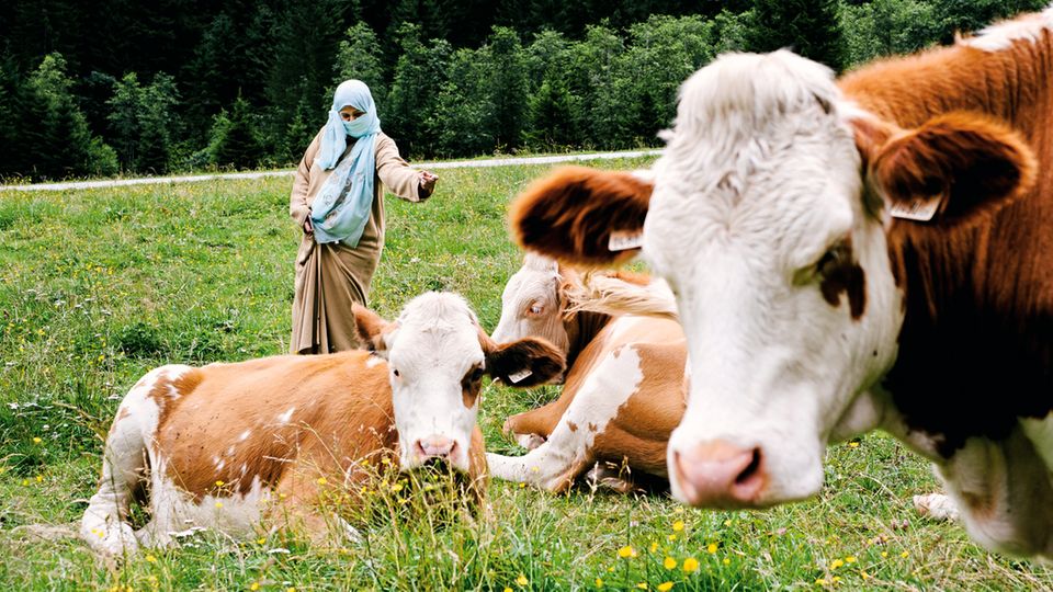 Zell am See: Exotische Vierbeiner: Melkunterricht ist bei Touristen aus dem Nahen Osten beliebt, diese Frau traut sich in freier Natur an die Kühe heran Exotische Vierbeiner: Melkunterricht ist bei Touristen aus dem Nahen Osten beliebt, diese Frau traut sich in freier Natur an die Kühe heran
