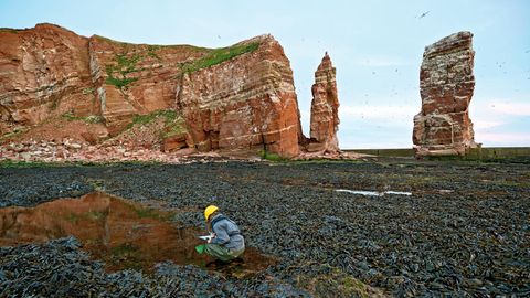 Vor Helgolands Wahrzeichen, der Langen Anna, untersucht eine Forscherin das Felswatt