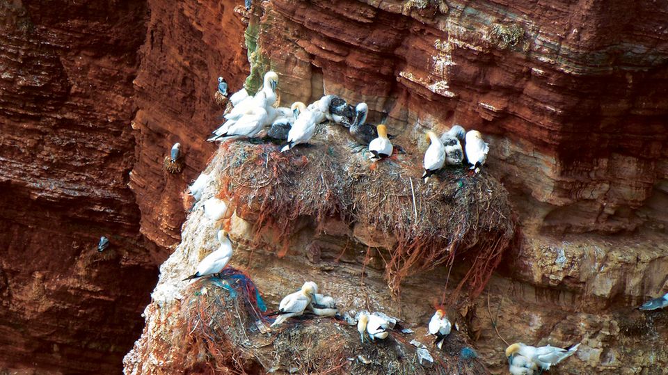 Die Brutstätten der Basstölpel – verseucht mit Plastikmüll aus dem Meer