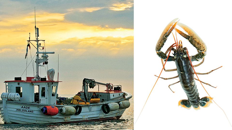 Wissenschaftler setzen auf See junge Hummer (rechts) aus