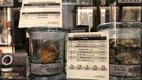 Das aktuell teuerste Produkt im Angebot ist der "Meteroid". Dabei handelt es sich um eine 14 Gramm schwere Cannabis-Blüte, die zudem in Cannabis-Öl eingelegt und mit dem besonders Wirkstoff-intensiven Samenstaub gepudert wurde. Kostenpunkt: satte 1000 Dollar. 