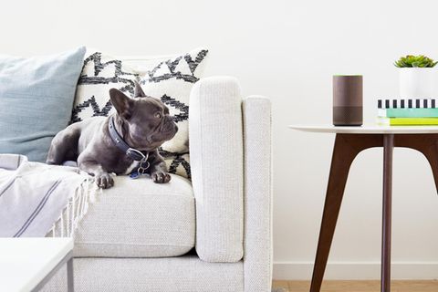Der neue Amazon Echo steht auf einem Tisch neben einer Couch. dein Hund betrachtet ihn von dort
