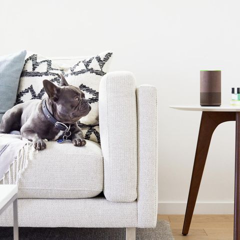 Der neue Amazon Echo steht auf einem Tisch neben einer Couch. dein Hund betrachtet ihn von dort