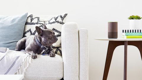 Der neue Amazon Echo steht auf einem Tisch neben einer Couch. dein Hund betrachtet ihn von dort