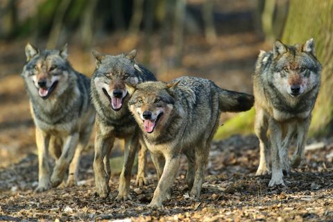 Griechenland - Wolf - Wölfe - Touristin