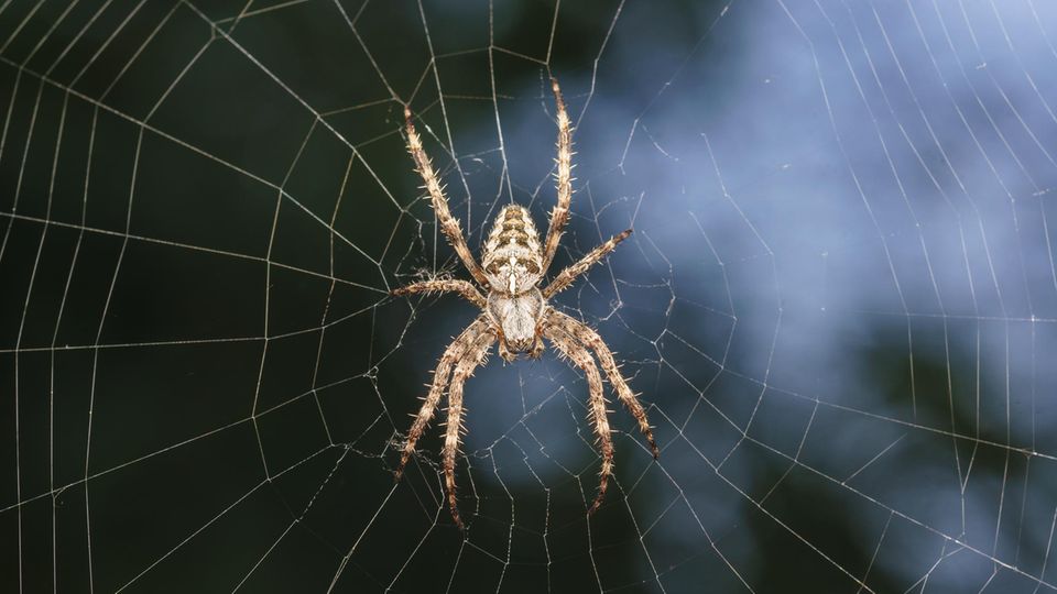 Spinne im Netz Spinne im Netz
