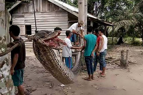 Diese riesige Python biss einem Mann auf der Insel Sumatra fast den linken Arm ab